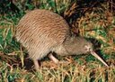 Okarito Kiwi ( Rowi )