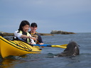 Seal Kayaking