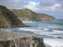 Gannets nesting on cliffs above Maori Bay, Muriwai