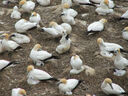 Gannet families nesting - Muriwai