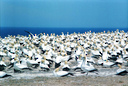 The Gannet Colony at Cape Kidnappers