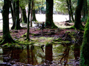 Beech forest along the Rob Roy Stream