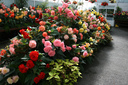 Flowers galore - Christchurch Botanic Gardens