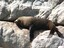 Sunbathing seal at Ohau Point