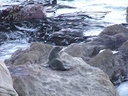 Solo seal at Ohau Point