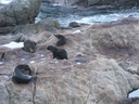 Party central at Ohau Point