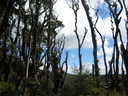 Groves of mature trees