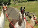 The llamas, ready to trek