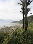 Nikau palms along the coast