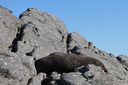 Sleeping fur seals - Cape Foulwind