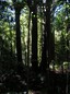 The Four Sisters - Trounson Kauri Park