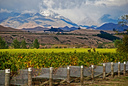 Marlborough vineyards in Autumn