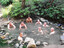 Men in springs.... - Great Barrier Island