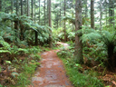 fern-lined trails of goodness