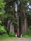 Some pretty big redwoods...