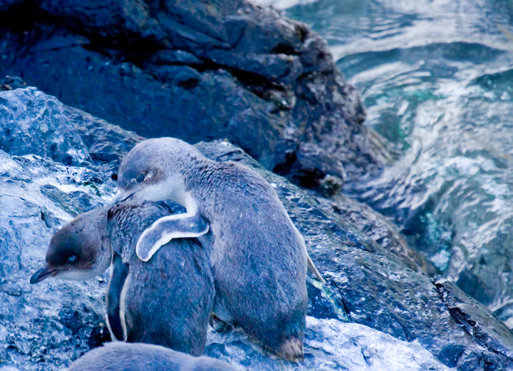 Penguins resting on the rocks under our hides before heading up the hills under the cover of darkness.