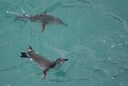 Penguins swimming ashore under our hides