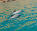 Hector dolphins frequently visiting the bay.