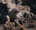 New Zealand fur seal pup stopping to play to say hi