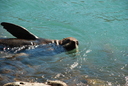 New Zealand furl seal gently swimming under our hides