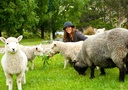 Friendly pet sheep hand fed